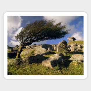 Windswept Tree on Stowes Hill Sticker